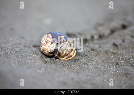 Eine Nahaufnahme von einem Einsiedlerkrebs in einer Shell auf dem Sand am Strand. Stockfoto