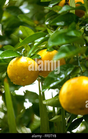 Drei Reife Grapefruit wächst an einem Baum mit Regentropfen auf ihnen. Stockfoto