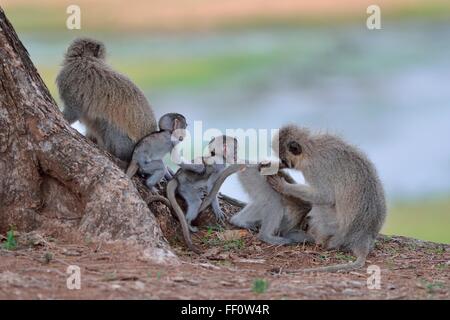 Vervet Affen (grüne Aethiops), Gruppe sitzen an der Spitze der am Flussufer, Krüger Nationalpark, Südafrika, Afrika Stockfoto