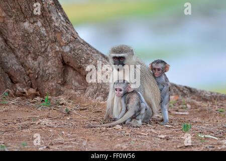 Vervet Affen (grüne Aethiops), zwei junge Männer mit ihrer Mutter, Krüger Nationalpark, Südafrika, Afrika Stockfoto