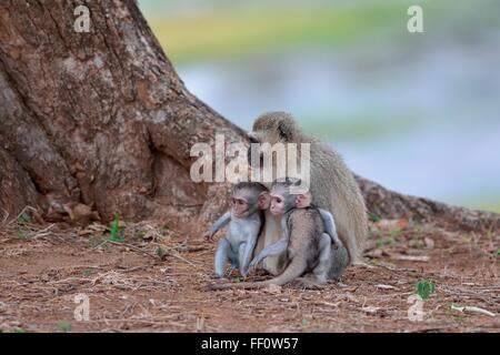 Vervet Affen (grüne Aethiops), zwei junge Männer mit ihrer Mutter, Krüger Nationalpark, Südafrika, Afrika Stockfoto