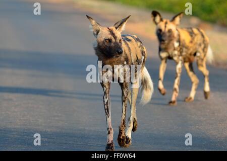 Afrikanische Wildhunde (LYKAON Pictus), zu Fuß auf einer Straße, am frühen Morgen, Krüger Nationalpark, Südafrika, Afrika Stockfoto