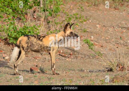 Afrikanischer Wildhund (LYKAON Pictus), Alarm, am frühen Morgen, Krüger Nationalpark, Südafrika, Afrika Stockfoto