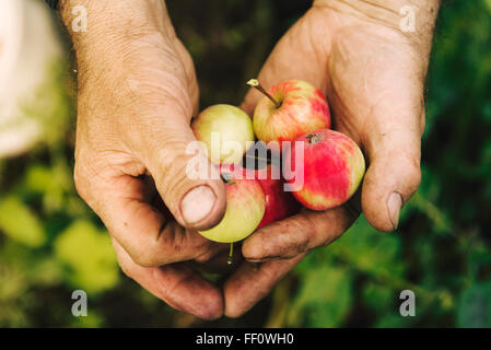 Kaukasische Bauer Holding Obst Stockfoto