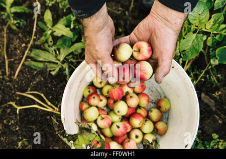 Kaukasische Bauer Holding Obst Stockfoto