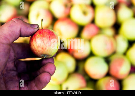 Nahaufnahme von Bauer hält Apfel Stockfoto