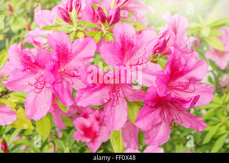 Viele Blüten des Rhododendron Azalea nach Regen. Stockfoto