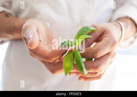 Eine Nahaufnahme eines männlichen Chefs Hände halten einen gesunden Stamm Basilikum Blätter gegen seinen Chef-Mantel. Stockfoto