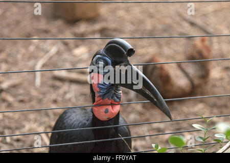 Abessinier ground Hornbill Bucorvus Abyssinicus, Vogel ist schwarz mit Federn, die aussehen wie Dicke Wimpern. Männchen haben eine rote