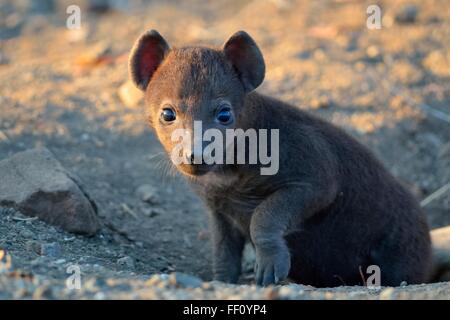 Gefleckte Hyänen (Crocuta Crocuta), männliche Baby, stehend aus der Höhle, im Morgenlicht, Krüger Nationalpark, Südafrika Stockfoto