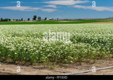 Bereich der Karotte Pflanzen bis zur Ernte der Samen für die zukünftige Produktion.  Ost-Oregon Stockfoto