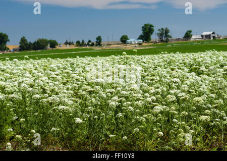 Bereich der Karotte Pflanzen bis zur Ernte der Samen für die zukünftige Produktion.  Ost-Oregon Stockfoto