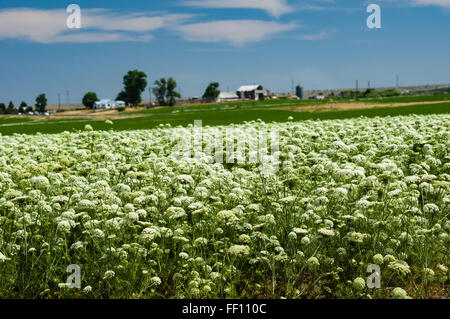 Bereich der Karotte Pflanzen bis zur Ernte der Samen für die zukünftige Produktion.  Ost-Oregon Stockfoto