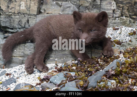 Welpen-Kommandanten blau Polarfuchs liegt an den Felsen in der Nähe der Höhle eines Sommertages Stockfoto