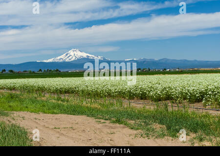 Bereich der Karotte Pflanzen bis zur Ernte der Samen für die zukünftige Produktion.  Ost-Oregon Stockfoto