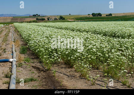Bereich der Karotte Pflanzen bis zur Ernte der Samen für die zukünftige Produktion.  Ost-Oregon Stockfoto