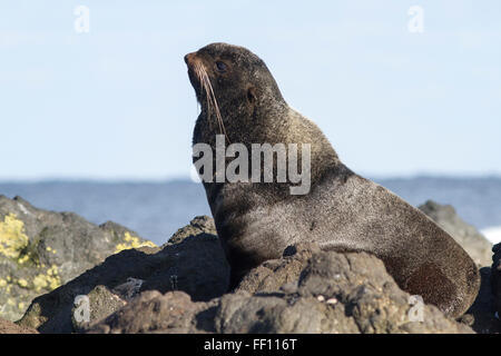 junge männliche nördliche Seebär, die auf den Felsen ruht Stockfoto