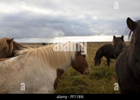 Herde von Pferden im ländlichen Bereich Stockfoto