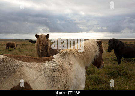 Herde von Pferden im ländlichen Bereich Stockfoto