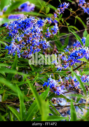 Blau blühende Pflanze Mönchspfeffer oder des Mönchs Pfeffer (Vitex Agnus) Stockfoto