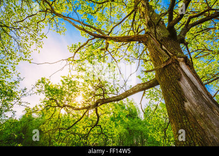 Frühling, Sonne durch Baumkronen des hohen Eichen. Oberen Äste eines Baumes. Sonnenlicht durch grüne Baumkrone - Low Angle View. Stockfoto