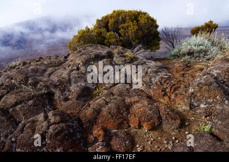 Lava-Gestein und Vegetation am Kraterrand des Vulkans Piton de Fournaise, Insel La Réunion, Frankreich Stockfoto