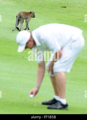 Peking, China. 10. Februar 2016. Eine Affe geht vorbei an einem Spieler während asiatische Amateur Golfturnier in Singapur, 2. Oktober 2011. 2016 markiert das Jahr des Affen im chinesischen Kalender. Clevere Affen bringen oft unerwartete Unterhaltung Geist in die Sportarena. © Xinhua/Alamy Live-Nachrichten Stockfoto