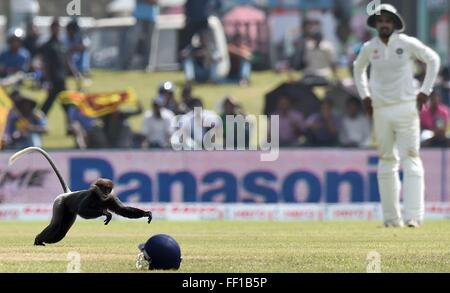 Peking, China. 10. Februar 2016. Eine Affe rennt in ein Feld bei einem Cricket-Spiel in Sri Lanka, 14. August 2015. 2016 markiert das Jahr des Affen im chinesischen Kalender. Clevere Affen bringen oft unerwartete Unterhaltung Geist in die Sportarena. © Xinhua/Alamy Live-Nachrichten Stockfoto