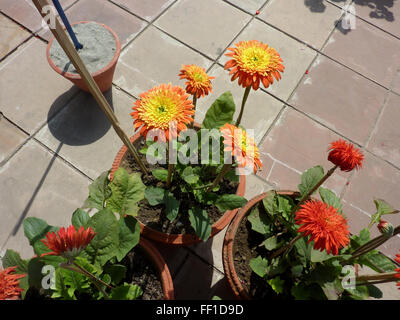 Gerbera Jamesonii, Transvaal Gänseblümchen, mehrjährige Zierpflanzen Kraut mit basalen Rosette gelappten Blätter Strahlen Blütenköpfe auf scape Stockfoto