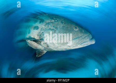 Kartoffel-Kabeljau (Epinephelus Tukula) Bewegungsunschärfe bei Cod Hole, Great Barrier Reef Stockfoto