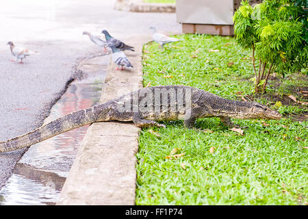 Ein waran in Lumphini Park Bangkok Thailand Stockfoto