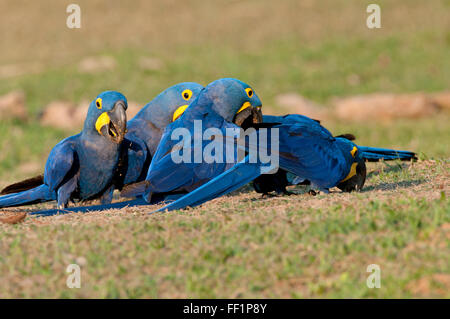 Hyazinth-Aras (Anodorhynchus Hyacinthinus) auf der Suche nach Mineralien (Nährstoffe) im brasilianischen Pantanal Stockfoto