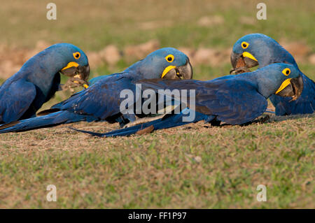 Hyazinth-Aras (Anodorhynchus Hyacinthinus) auf der Suche nach Mineralien (Nährstoffe) im brasilianischen Pantanal Stockfoto