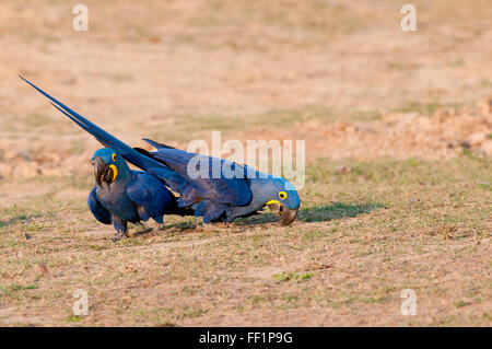 Hyazinth-Aras (Anodorhynchus Hyacinthinus) auf der Suche nach Mineralien (Nährstoffe) im brasilianischen Pantanal Stockfoto