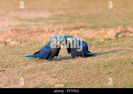 Hyazinth-Aras (Anodorhynchus Hyacinthinus) auf der Suche nach Mineralien (Nährstoffe) und die Interaktion im brasilianischen Pantanal Stockfoto