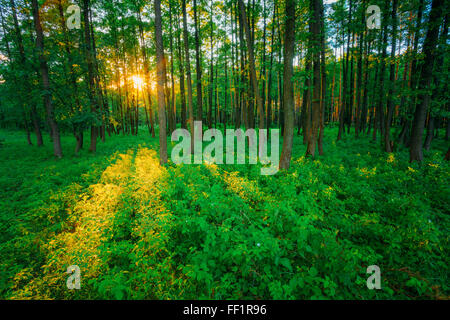 Sonnenlicht im Wald, Sommer-Natur. Sonnigen Bäumen und grünen Rasen. Wald-Hintergrund. Augenblick getönt Bild Stockfoto