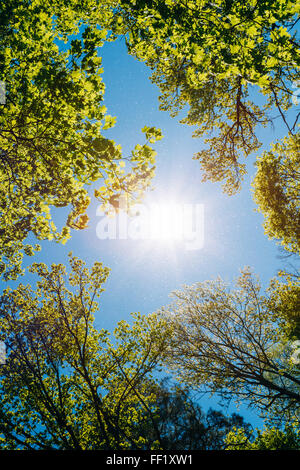 Frühling Sommersonne durch das Blätterdach der Bäume. Sonnenlicht im Laubwald, Sommer-Natur, sonnigen Tag. Oberen Ästen O Stockfoto