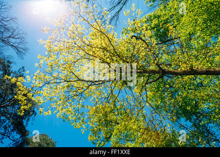 Frühling Sommersonne durch das Blätterdach der Bäume. Sonnenlicht im Laubwald, Sommer-Natur, sonnigen Tag. Oberen Ästen O Stockfoto