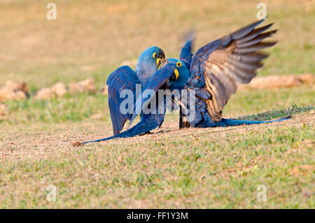 Hyazinth-Aras (Anodorhynchus Hyacinthinus) Interaktion im brasilianischen Pantanal Stockfoto