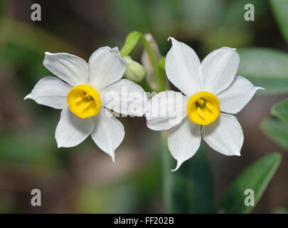 Polyanthus Narzissen - Narcissus Tazetta Herbst blühende Birne aus Zypern Stockfoto