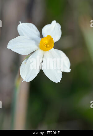 Polyanthus Narzissen - Narcissus Tazetta Herbst blühende Birne aus Zypern Stockfoto