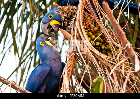 Hyazinth-Aras (Anodorhynchus Hyacinthinus) Interaktion in einer Palme im brasilianischen Pantanal Stockfoto