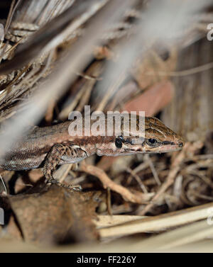 Troodos Mauereidechse - Lacerta Troodica endemisch Reptilien von Zypern Stockfoto