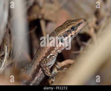 Troodos Mauereidechse - Lacerta Troodica endemisch Reptilien von Zypern Stockfoto