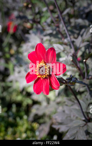 Dahlie 'Bischof von Aukland' in Blüte Stockfoto