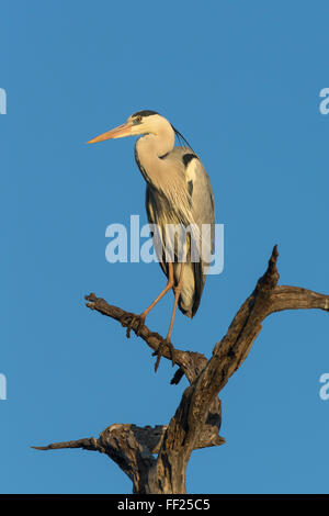 Graue Reiher (Ardea Cinerea), NationaRM Krügerpark, Südafrika, Afrika Stockfoto