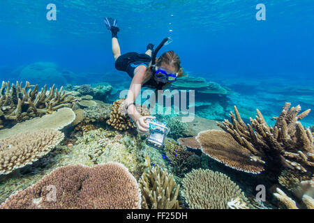 Schnorchler in Unterwasser Fülle von harten Platte Korallen auf Pulau Setaih Insel Natuna-Inseln, Indonesien, Südostasien Stockfoto