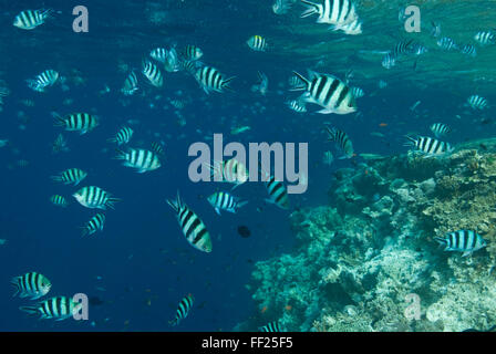 Große Schule Sergeant Major oder Píntano, Abudefduf Inselbogens Stockfoto