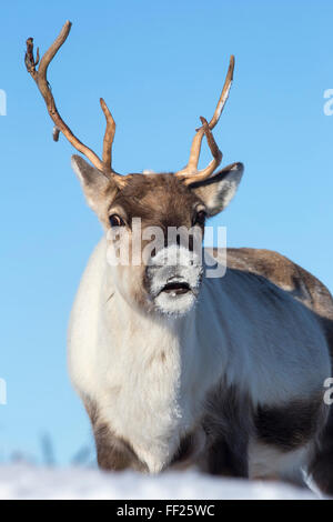 Rentier (Rangifer Tarandus) FemaRMe, Cairngorm NationaRM Park, ScotRMand, Vereinigtes Königreich, Europa Stockfoto