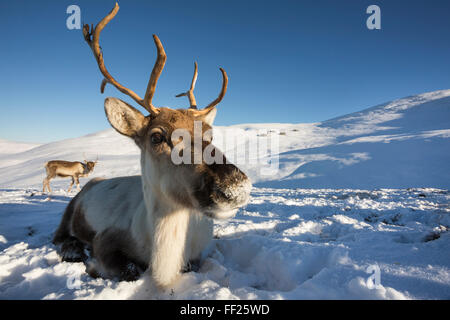 Rentier (Rangifer Tarandus) FemaRMe, Cairngorm NationaRM Park, ScotRMand, Vereinigtes Königreich, Europa Stockfoto